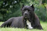 CANE CORSO 1295